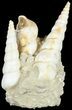Fossil Gastropod (Haustator) Cluster - Damery, France #62502-1